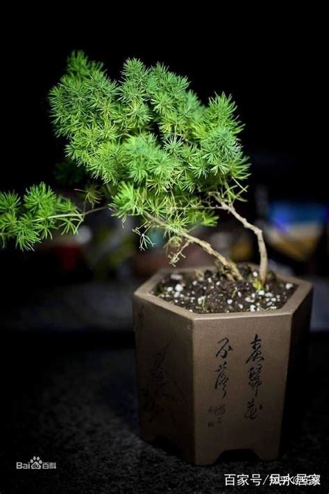 风水植物|18种“旺财”的绿植，放对位置，改变房间风水